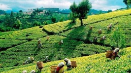 Tea Trade with Sri Lanka